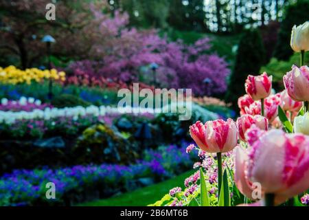 Gros plan sur les tulipes, Butchart Gardens, île de Vancouver, Colombie-Britannique, Canada Banque D'Images