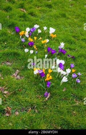 Crocus plante sur une pelouse à Sadberge, Angleterre, Royaume-Uni Banque D'Images