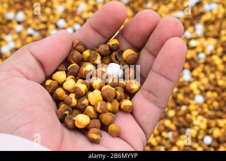 Chickpea rôti / chana connu sous le nom de Pakistan ou de Phutana en hindi Banque D'Images