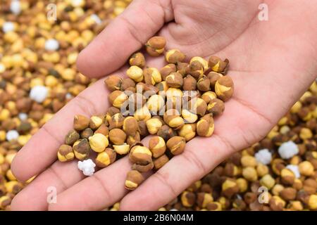 Chickpea rôti / chana connu sous le nom de Pakistan ou de Phutana en hindi Banque D'Images