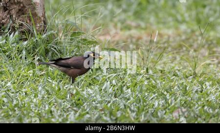 Un seul oiseau myna commun debout sur l'herbe, Kerala, Inde Banque D'Images