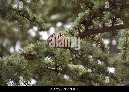 Une branche de l'arbre vert-vert avec des aiguilles vert pâle et un cône rond au milieu Banque D'Images