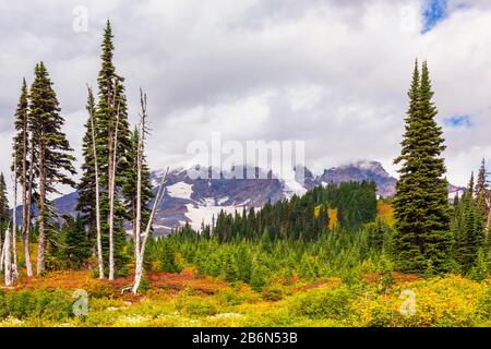 Paradise Valley Et Mount Rainier Dans Le Parc National Du Mont Rainier, Washington, États-Unis Banque D'Images