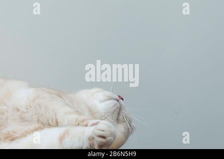 Portrait d'un chat Manx crémeux à poil court. Banque D'Images