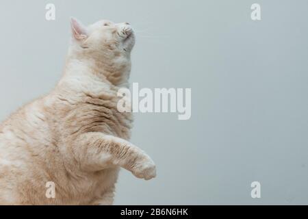 Portrait d'un chat Manx crémeux à poil court. Banque D'Images