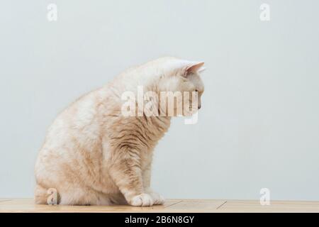 Portrait d'un chat Manx crémeux à poil court. Banque D'Images