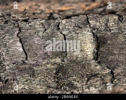 texture de bois brûlé avec des fissures Banque D'Images