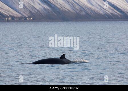 Rorqual du nord / rorqual inférieur (Balaenoptera acutorostrata) montrant la nageoire dorsale en surfaçage en été, Svalbard / Spitsbergen, Norvège Banque D'Images