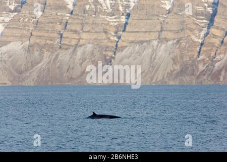 Rorqual du nord / rorqual inférieur (Balaenoptera acutorostrata) montrant la nageoire dorsale en surfaçage en été, Svalbard / Spitsbergen, Norvège Banque D'Images