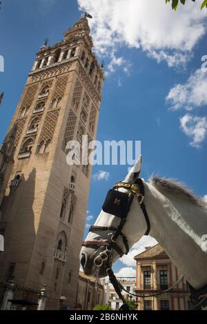 Vue rapprochée à bas angle du cheval d'un calash à côté de la Giralda à la place Virgen de los Reyes, Séville, Espagne Banque D'Images