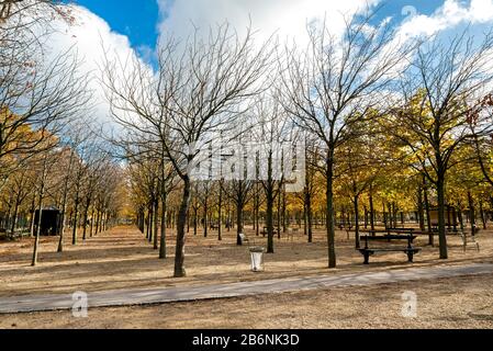 Rangées d'arbres, bancs et chaises d'automne dans les jardins du Luxembourg en novembre, Paris, France Banque D'Images