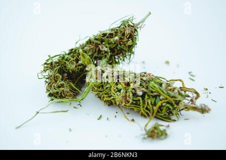 Gros plan et loisirs médical CBD plante la marijuana fleur de bourgeon sur fond bleu. Photo macro de trichomes de cannabis de bourgeon. Banque D'Images