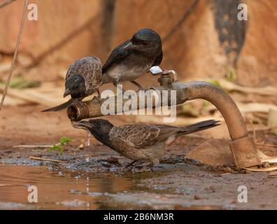 Soif oiseaux boire de l'eau à partir d'un robinet d'eau pendant une journée chaude d'été (Rajasthan, Inde) Banque D'Images