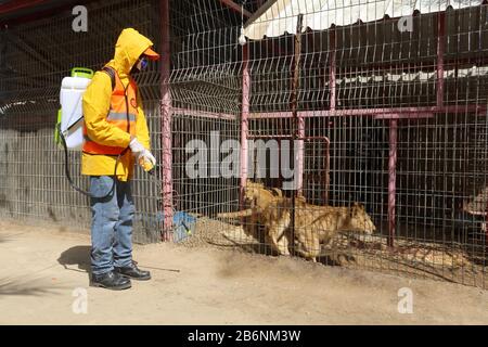 Un travailleur palestinien désinfecte un zoo comme mesure pour empêcher la propagation du nouveau Coronavirus, à Rafah, dans le sud de la bande de Gaza, le 11 mars 2020. Banque D'Images