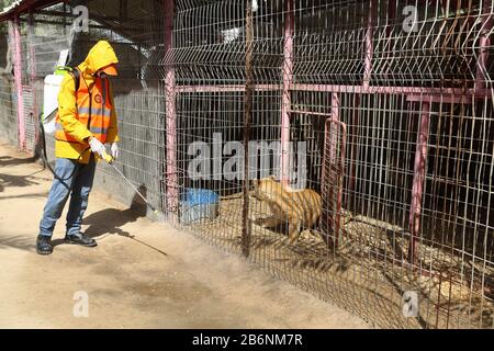 Un travailleur palestinien désinfecte un zoo comme mesure pour empêcher la propagation du nouveau Coronavirus, à Rafah, dans le sud de la bande de Gaza, le 11 mars 2020. Banque D'Images