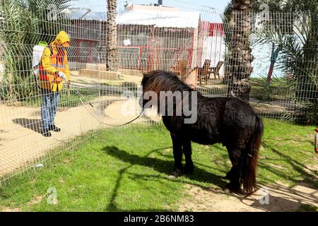 Un travailleur palestinien désinfecte un zoo comme mesure pour empêcher la propagation du nouveau Coronavirus, à Rafah, dans le sud de la bande de Gaza, le 11 mars 2020. Banque D'Images