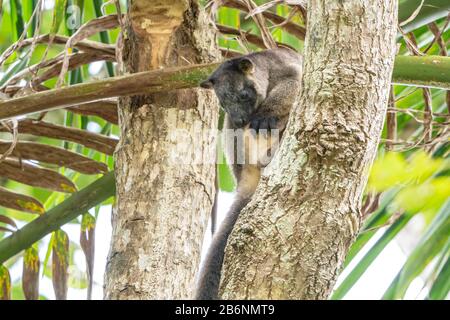 Kangourou d'arbre de Lumholtz, Dendrolagus lumholtzi, adulte dans l'arbre, Atherton Tableland, Queensland, Australie Banque D'Images