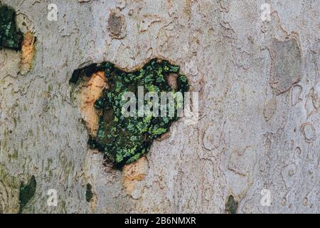 Coeur de mousse sur l'écorce d'un arbre Banque D'Images
