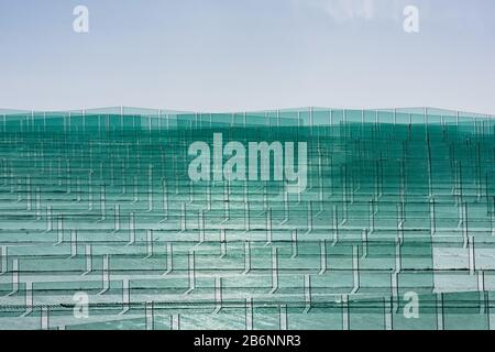 Feuilles de verre vert trempé transparent Banque D'Images