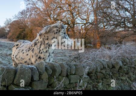 Appalaosa Pony penchant sur un mur sec en pierre en hiver. Banque D'Images