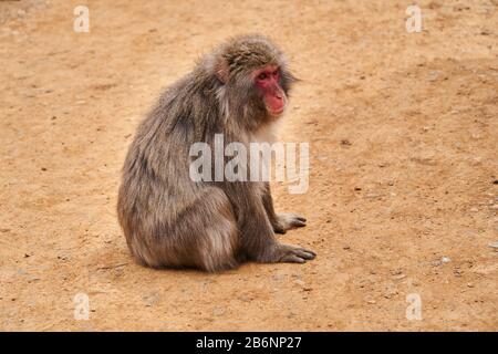 Un seul singe au parc des singes de montagne d'Iwatayama. Banque D'Images