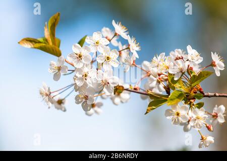 Gros plan sur la cerisier. Branches de cerisiers en fleurs. Photo gros plan fleurs blanches avec mise au point douce sélective Banque D'Images