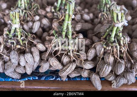 dh PNG Market fruits à coque botte ALOTAU PAPOUASIE NOUVELLE GUINÉE Arachis hypogaea arachides avec racines d'arachide dans la plante de noix de singe coquille Banque D'Images