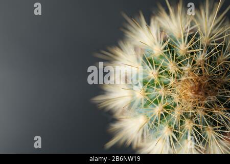 Cactus en pot sur fond noir, macro Banque D'Images