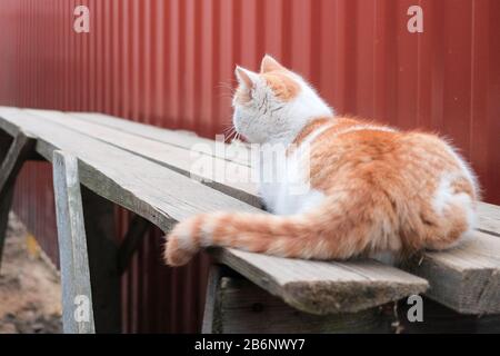 Vue arrière d'un chat blanc avec des taches rouges, allongé dans une posture tendue d'un chasseur. Le chat se trouve sur de vieux panneaux en bois contre le mur de la tôle ondulée bordeaux Banque D'Images