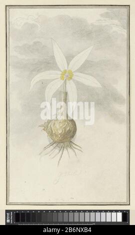 Gethyllis afra L (Kukukmakranka) gethilis (objet op de titel) Gethyllis sp. Fabricant : dessinateur: Robert Jacob Gordon Dating: OKT-1777 - mar-1786 kenmerken physique: PEN en penseel dans l'eau verf, potlood de zwart krijt, stylo en inkt; dubbele kaders rondom, buitenste ingekleurd matériel: Papier inkt waterverf potkrijt Techniek: 660 mm H 408 mm × b 252 mmbeeld: H 396 mm (binnen kader) × b 237 mmTeekening est gemaakt voor de tijdens een van Gordon's vier expéditions porte de Kaiapprovincie, van oktober 1777 tot maart 1786. Somm Banque D'Images