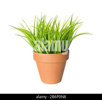 Lames vertes d'herbe artificielle dans un pot en céramique marron isolé sur fond blanc Banque D'Images