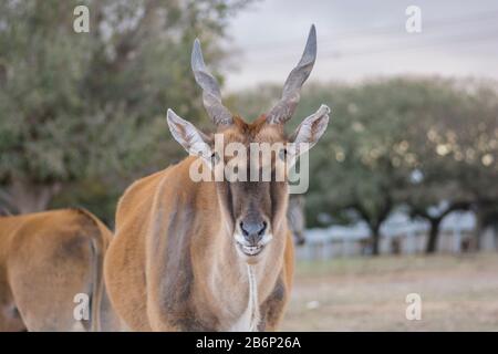 Portrait d'un oryx Taurotragus, un grand antilope Eland, également connu sous le nom d'antilope du Sud Banque D'Images