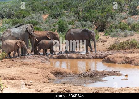 Troupeau d'éléphants d'afrique se refroidissant dans la chaleur de la journée à un trou d'eau dans le parc national Addo Elephant, le Cap oriental, Afrique du Sud Banque D'Images