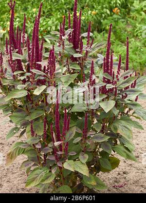 Plante d'épinards rouges en fleur, amarante asiatique qui pousse sur le lit dans le jardin au moment de la récolte, ingrédient sain de fines herbes pour la nourriture sans gluten de végétalienne, orga Banque D'Images