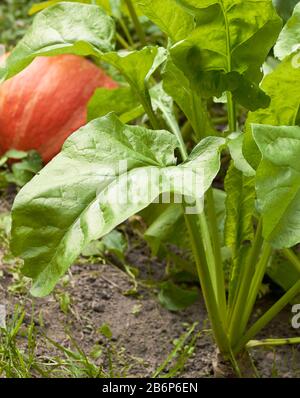 La betterave à sucre vert ou la betterave fourragère et une citrouille dans le champ qui pousse sur le lit, la proximité, le backgrognd agricole, cultivent votre propre concept Banque D'Images