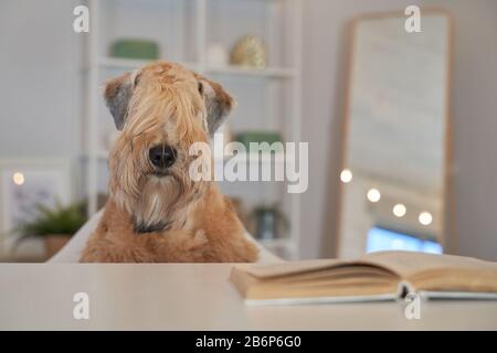 Chien bourré situé dans l'appartement Banque D'Images