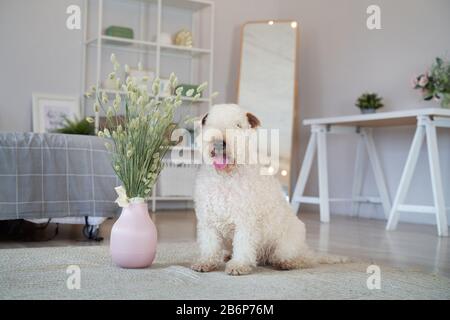Chien bourré situé dans l'appartement Banque D'Images