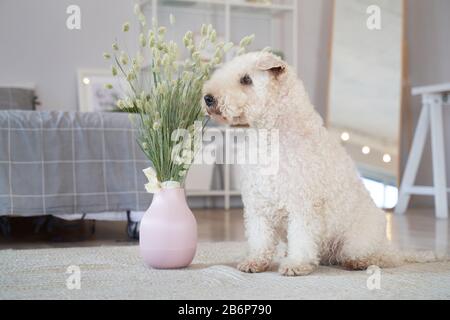 Chien bourré situé dans l'appartement Banque D'Images