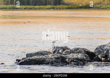 Heron gris volant d'un rocher dans le Nil à Assouan, Egypte Banque D'Images
