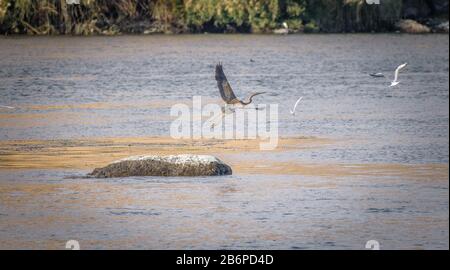 Heron gris volant d'un rocher dans le Nil à Assouan, Egypte Banque D'Images