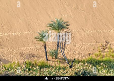 2 palmiers sortant d'une dune de sable Banque D'Images
