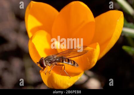la mouche plantive marmalade mange du pollen de crcus au début du printemps dans le jardin Banque D'Images