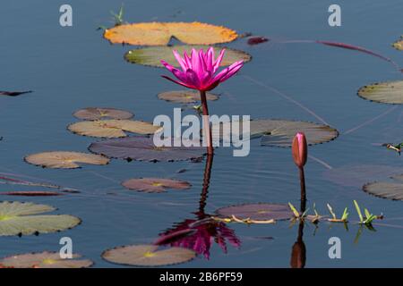 Nénuphars roses dans un lac au Cambodge Banque D'Images