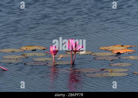 Nénuphars roses dans un lac au Cambodge Banque D'Images