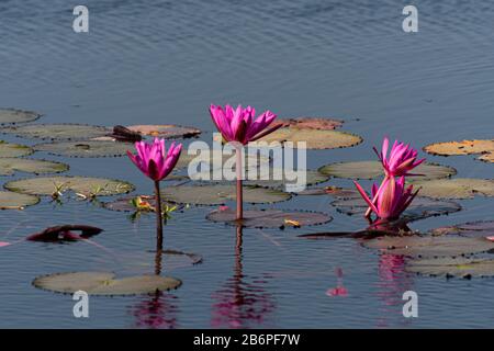 Nénuphars roses dans un lac au Cambodge Banque D'Images