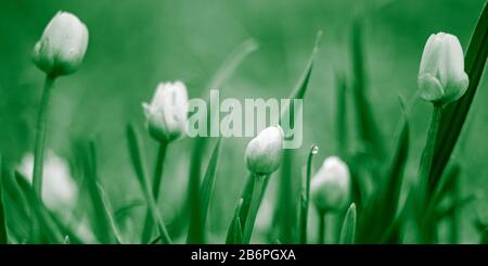 De petites fleurs poussent dans un champ de printemps. Photo macro. Ton vert. Banque D'Images
