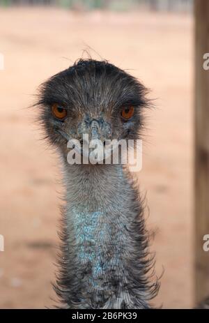 Portrait d'autruche avec les yeux ouverts sur la ferme d'autruche à Oudtshoorn, Afrique du Sud Banque D'Images