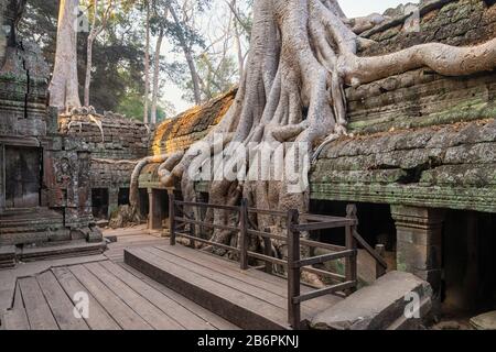 Le Temple De Ta Prohm Près D'Angkor Wat Au Cambodge Banque D'Images