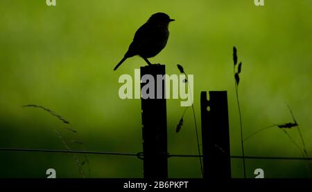 Femme Golden Whistler, perchée sur la poste. Tasmanie Arboretum, Eugenana, Tasmanie Banque D'Images