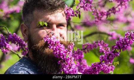 Homme avec barbe et moustache sur visage souriant près des fleurs le jour ensoleillé. Hipster appréciez l'arôme de fleur violette. Concept de parfumerie et de parfum. Homme barbu avec des escargots frais de coupe de cheveux fleurissent de l'arbre de judas. Banque D'Images
